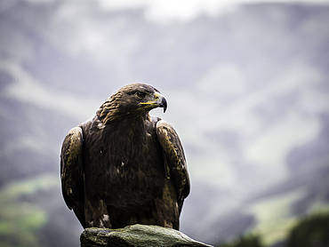 Golden eagle in Rauris Valley