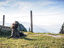Wanderung mit Hund im Raurisertal(c) David Innerhofer